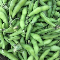 四川蚕豆大白胡豆粒大胡豆管供货稳定每日30-50T