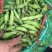 四川蚕豆大白胡豆粒大胡豆管供货稳定每日30-50T