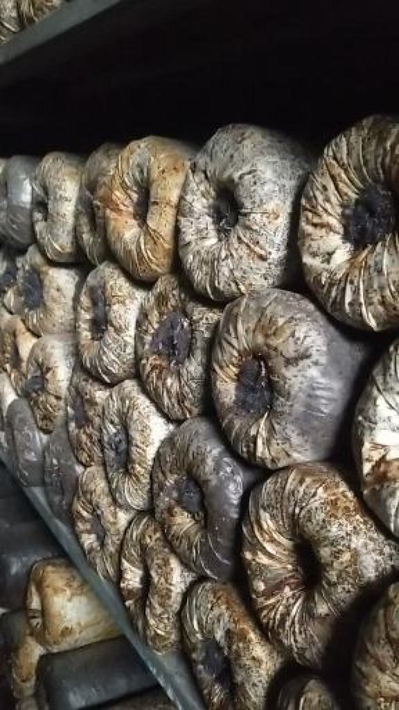 桑黄菌种（菌包）桑木屑制作的开口出黄的桑黄菌包