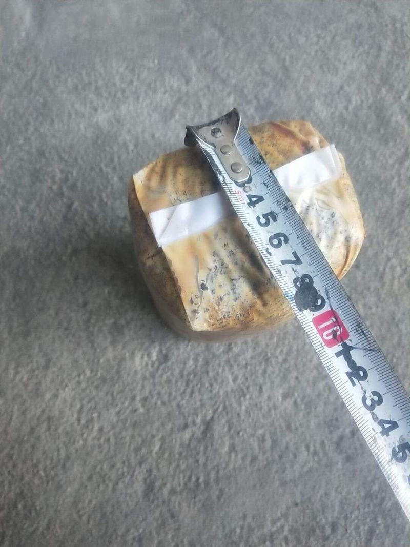 桑黄菌种（菌包）桑木屑制作的开口出黄的桑黄菌包