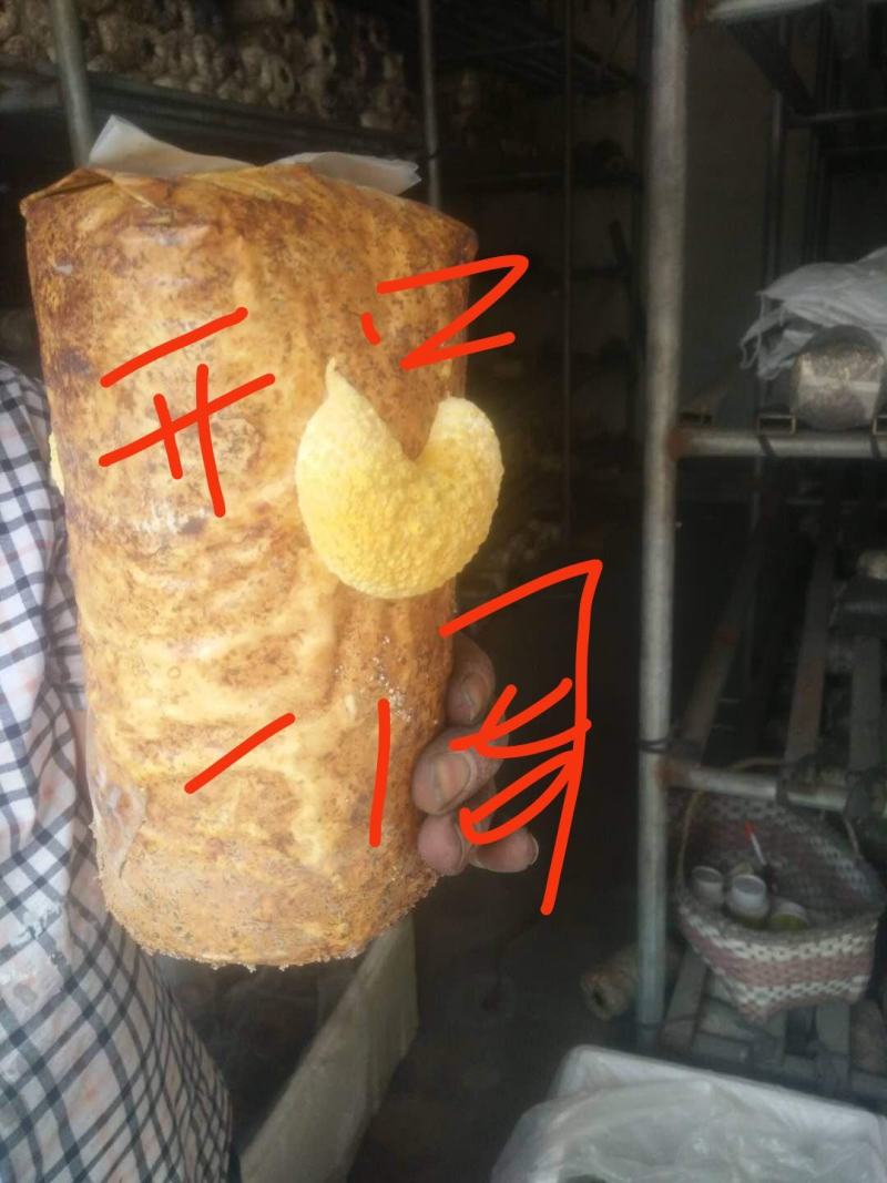 桑黄菌种（菌包）桑木屑制作的开口出黄的桑黄菌包