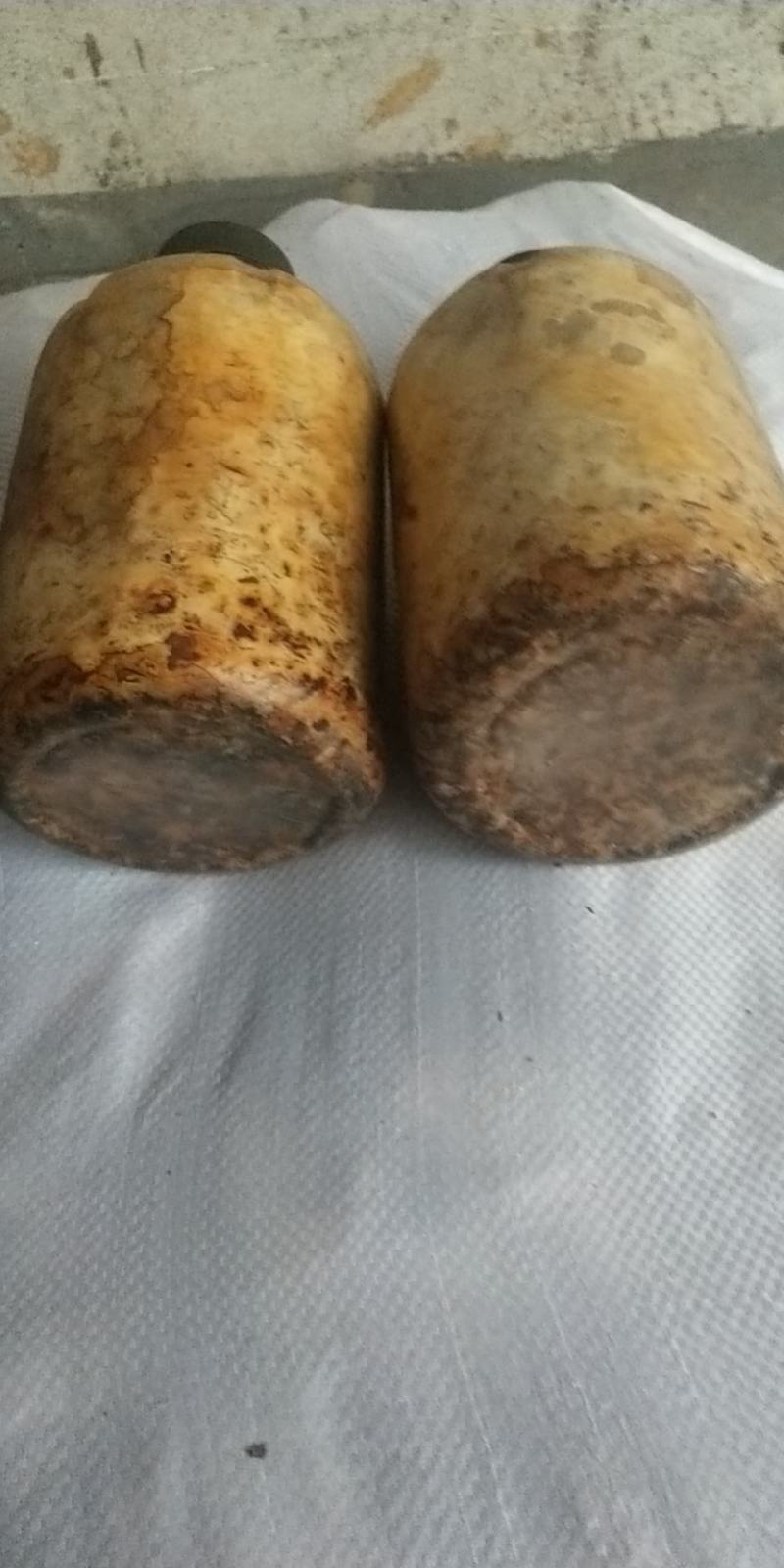桑黄菌种（菌包）桑木屑制作的开口出黄的桑黄菌包