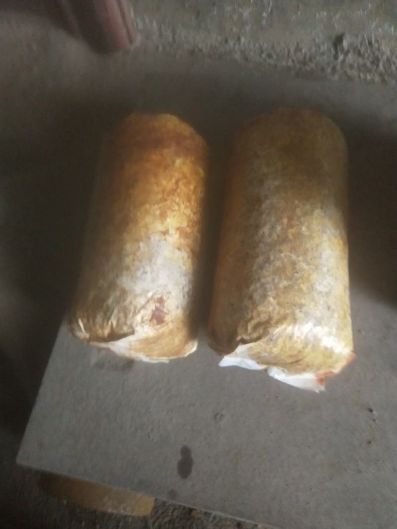 桑黄菌种（菌包）桑木屑制作的开口出黄的桑黄菌包