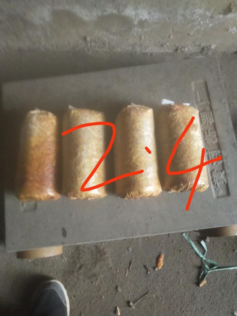 桑黄菌种（菌包）桑木屑制作的开口出黄的桑黄菌包