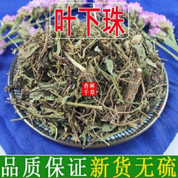 云南野生中药材叶下珠珍珠草叶下珍珠叶后珠夜合草