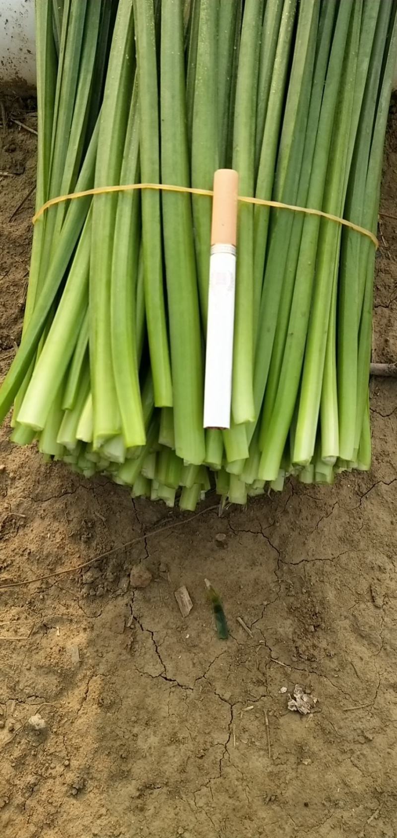 啊坚种植韭花专业合作社，产地自销韭菜花