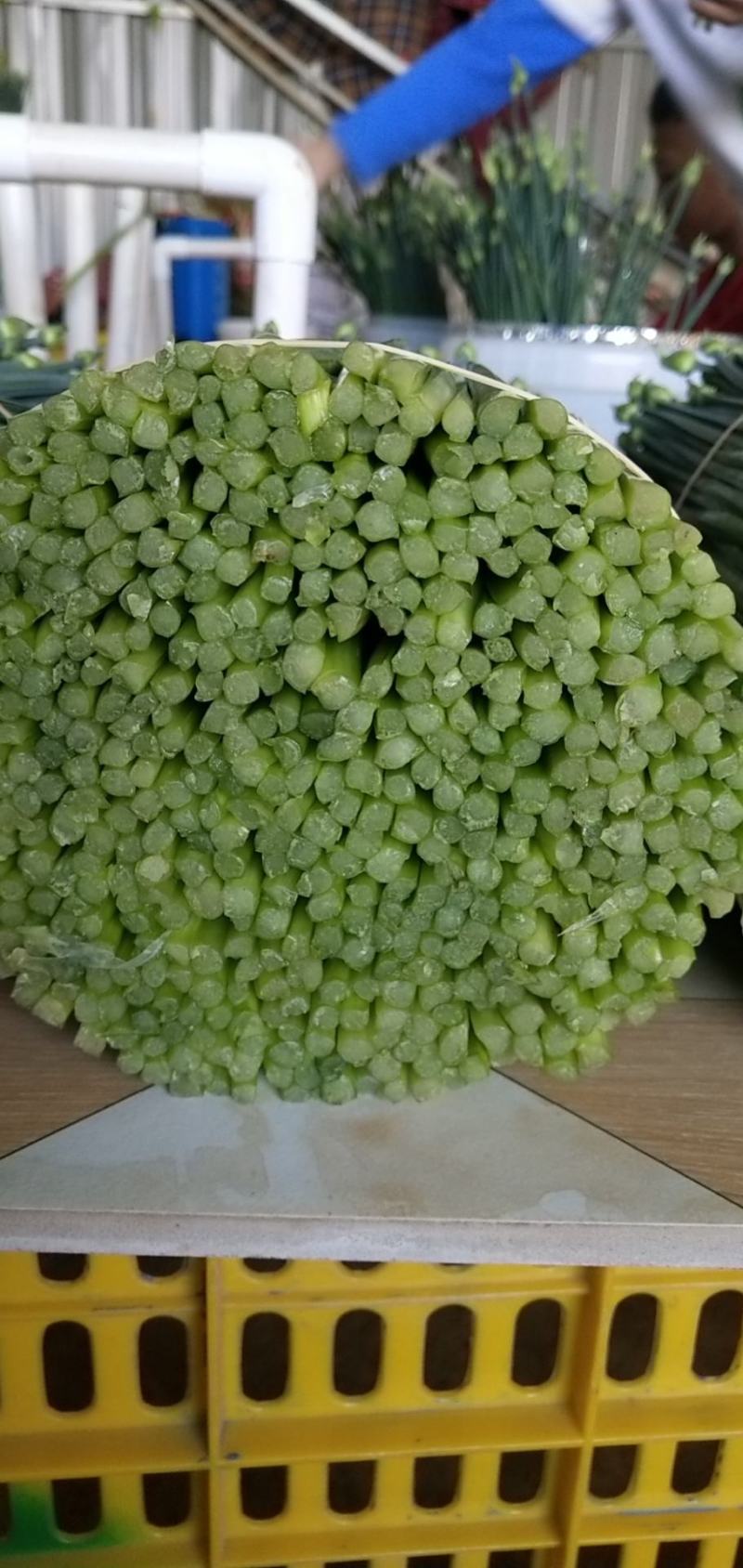 啊坚种植韭花专业合作社，产地自销韭菜花