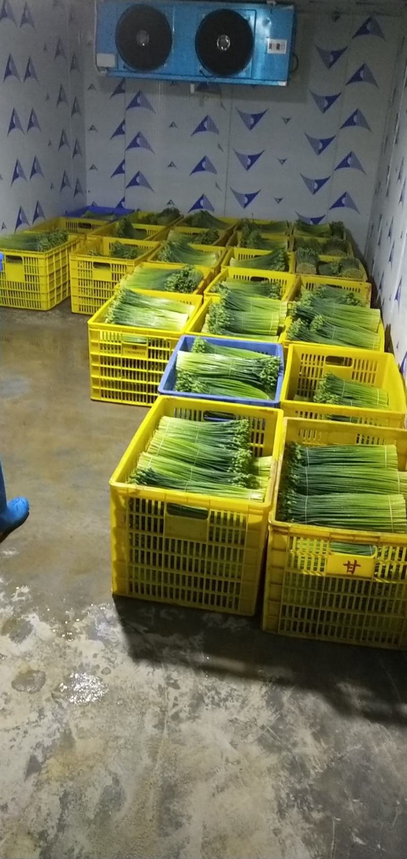 啊坚种植韭花专业合作社，产地自销韭菜花