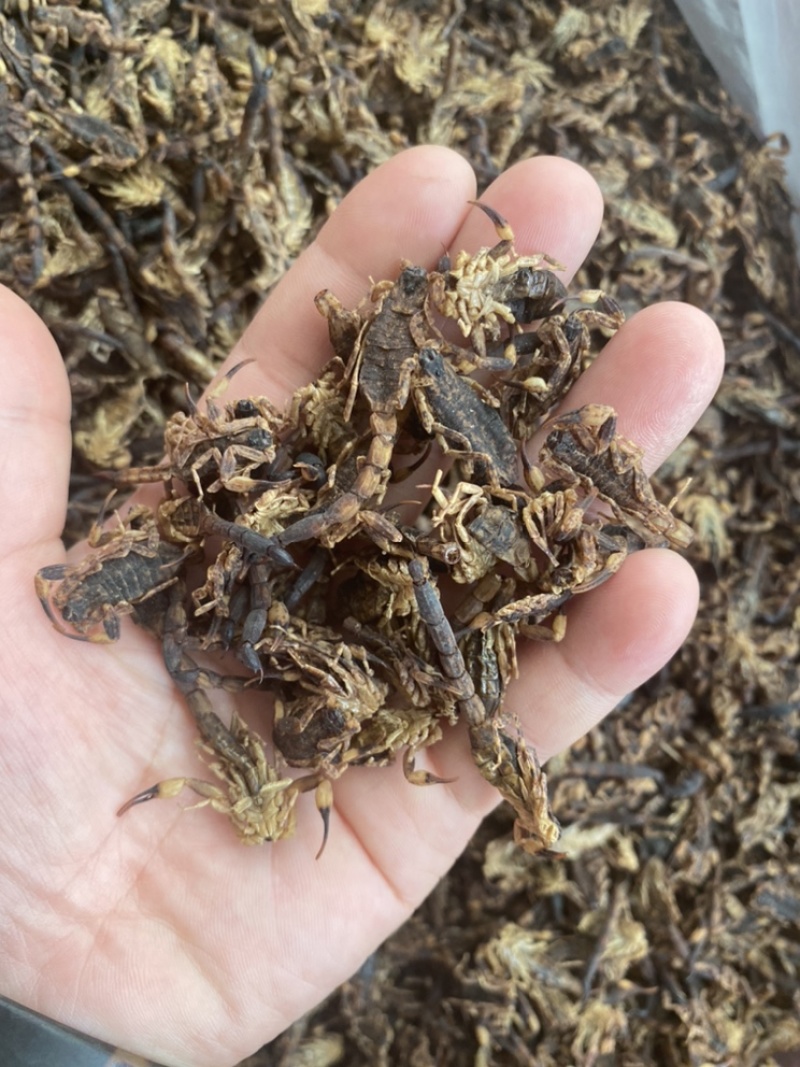 足干蝎子全蝎清水货