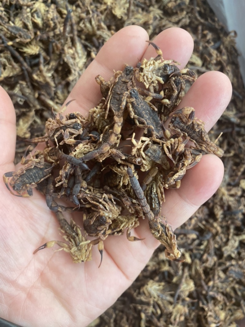 足干蝎子全蝎清水货