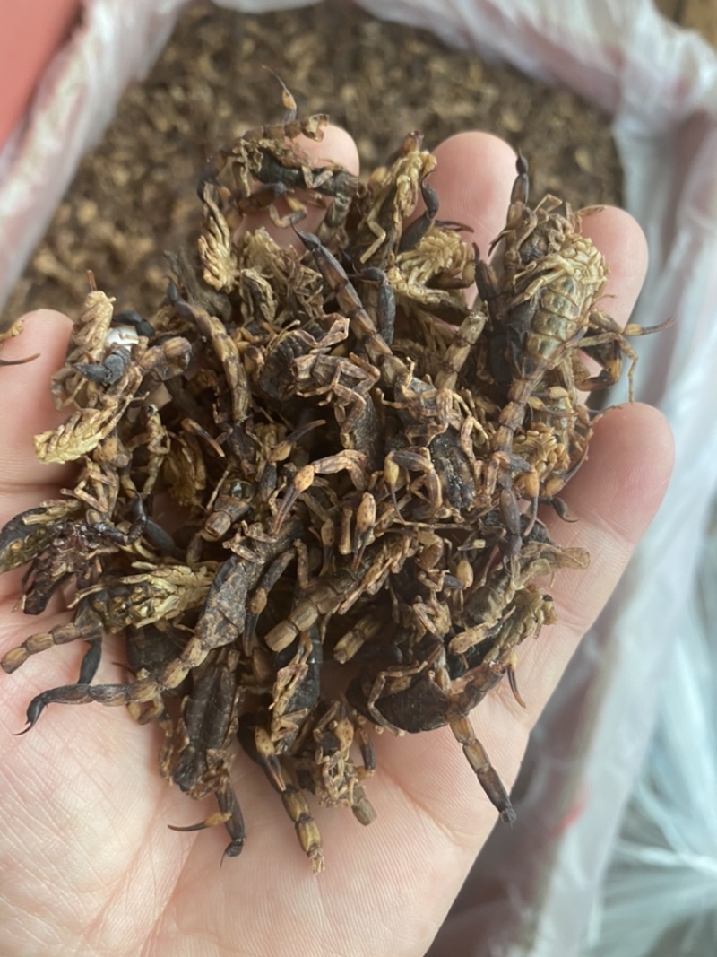足干蝎子全蝎清水货