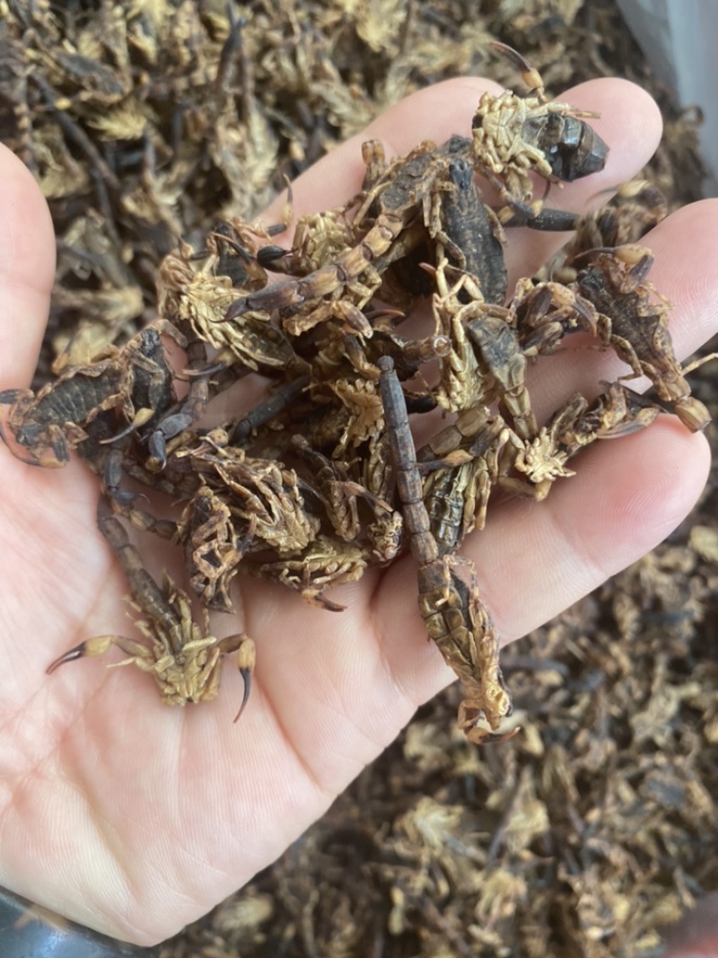 足干蝎子全蝎清水货