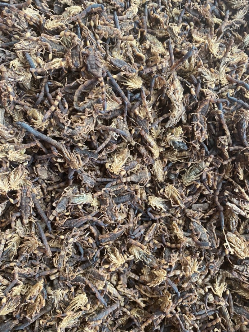 足干蝎子全蝎清水货