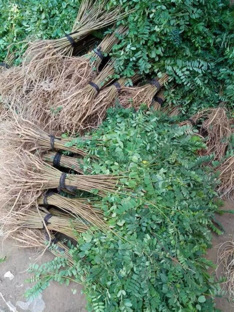 洋槐树苗洋槐花树苗刺槐树苗槐树苗槐花树苗槐树花可食用