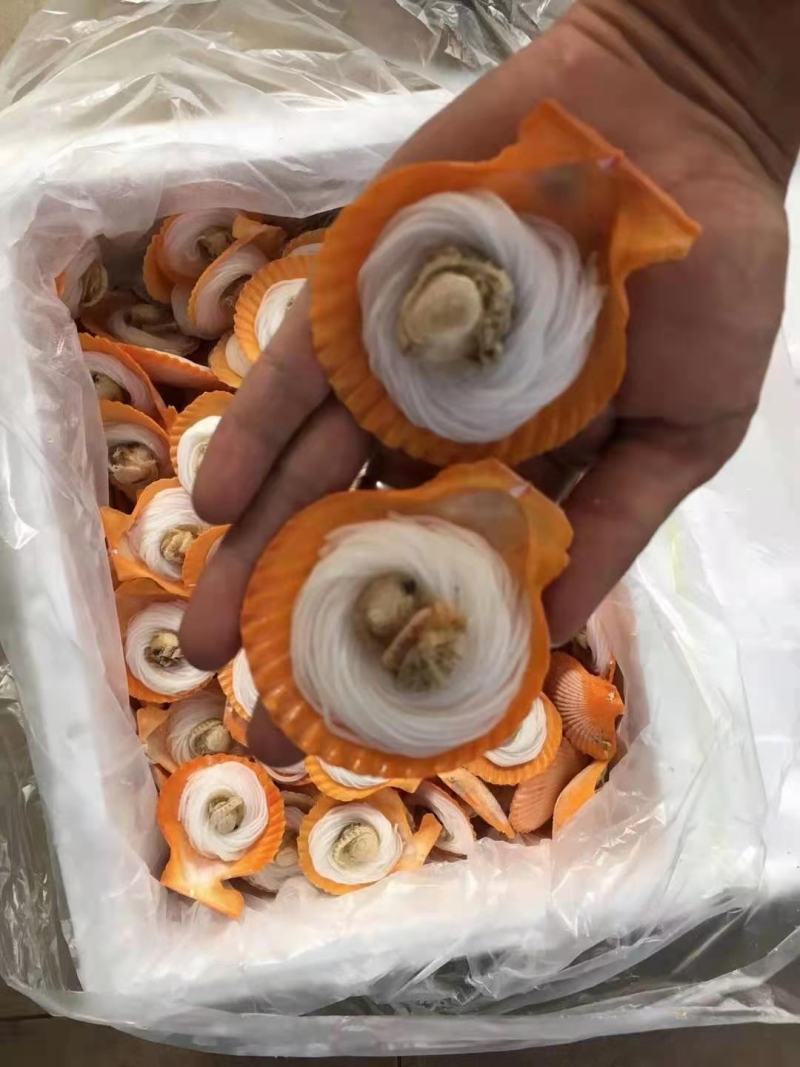 扇贝粉丝，粉丝黄金贝，200个一件，适合烧烤，自助餐等
