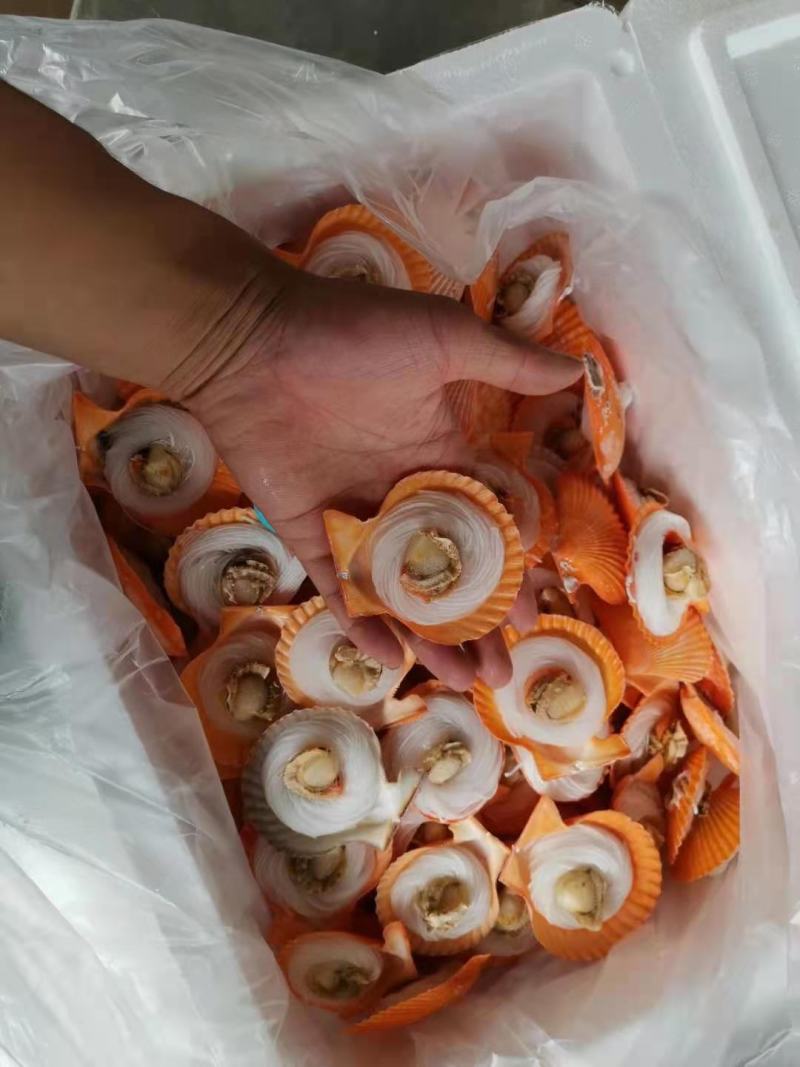 扇贝粉丝，粉丝黄金贝，200个一件，适合烧烤，自助餐等