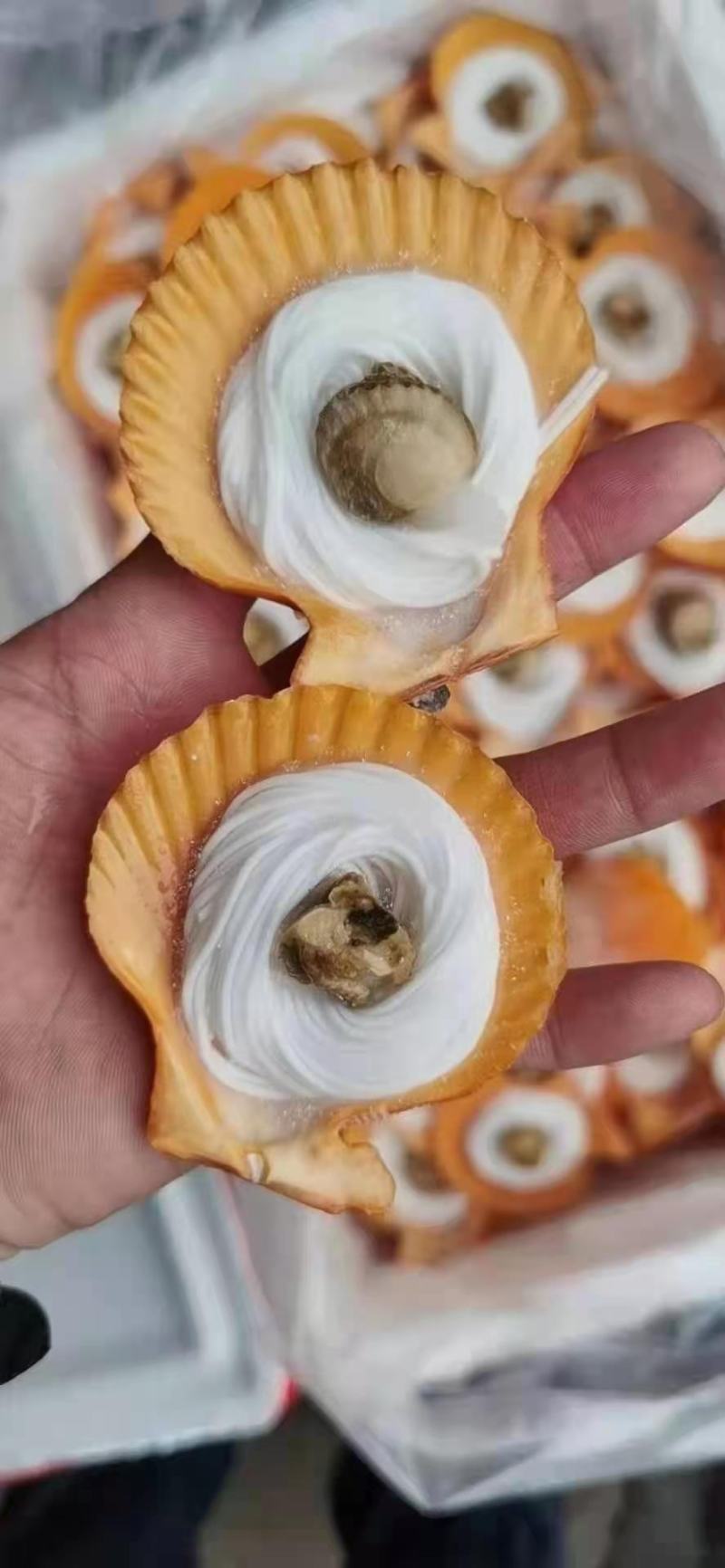 扇贝粉丝，粉丝黄金贝，200个一件，适合烧烤，自助餐等