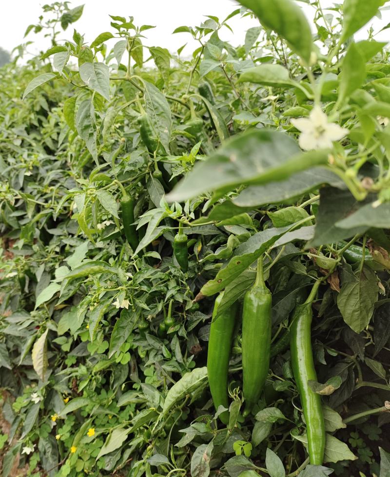 遂溪县后期没喷药青皮辣椒