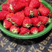 大棚草莓。品种，章姬，红颜