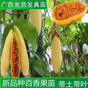 新品种香蕉百香果1个1斤重爬藤黄金百香果台农四季种植庭院
