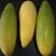新品种香蕉百香果1个1斤重爬藤黄金百香果台农四季种植庭院