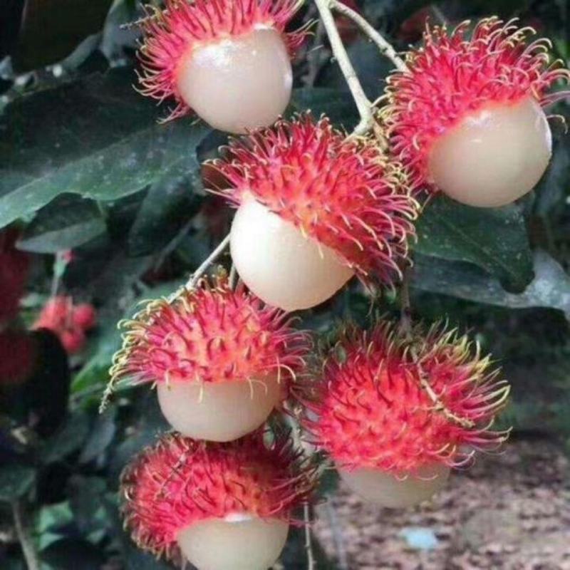 正宗嫁接红毛丹树苗南方种植当年结果毛荔枝苗地栽盆栽果树苗