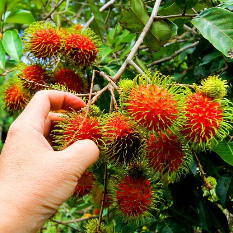 正宗嫁接红毛丹树苗南方种植当年结果毛荔枝苗地栽盆栽果树苗