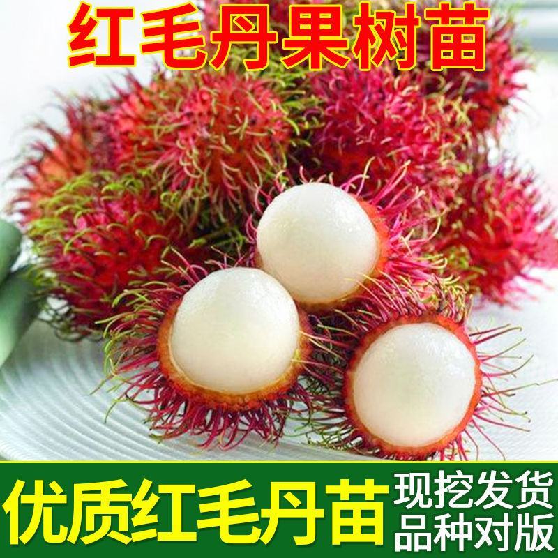 正宗嫁接红毛丹树苗南方种植当年结果毛荔枝苗地栽盆栽果树苗