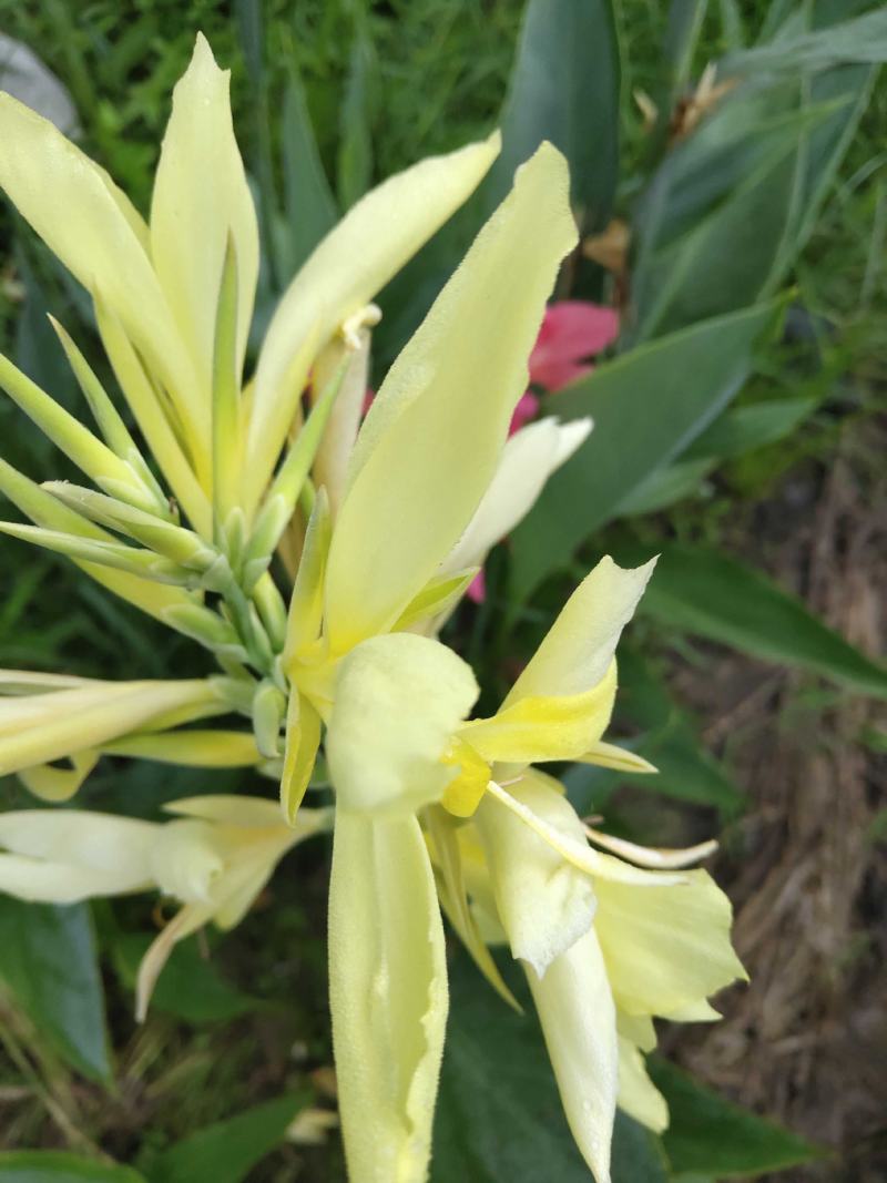 绿叶美人蕉水生白花美人蕉红花美人蕉黄花，紫叶蕉花叶美人蕉