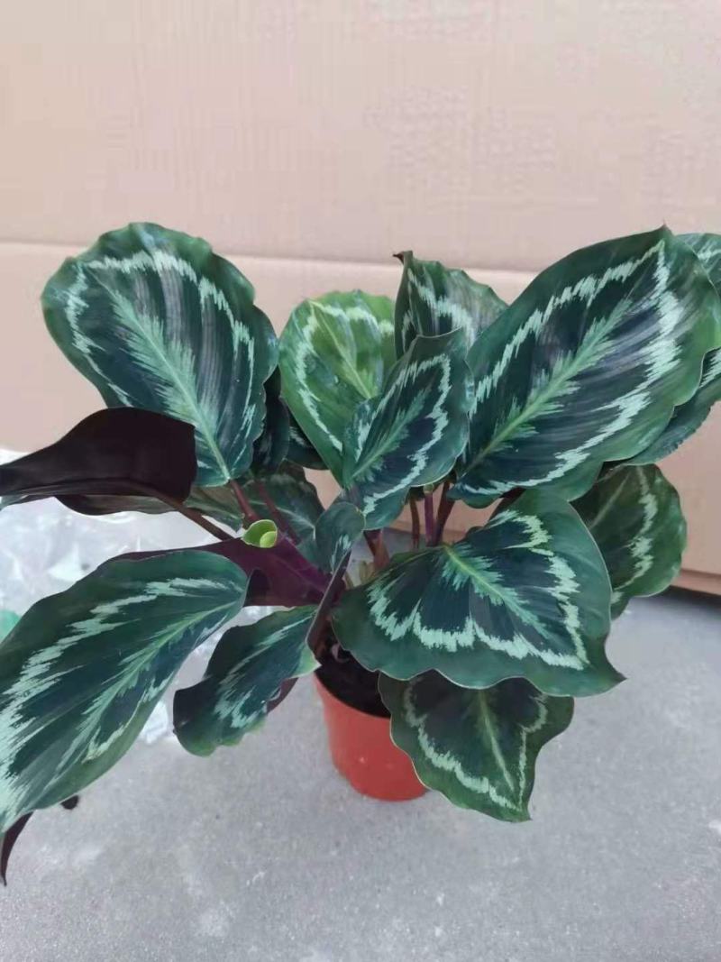 孔雀竹芋盆栽四季常青阳台客厅办公室室内观赏绿植花盆景