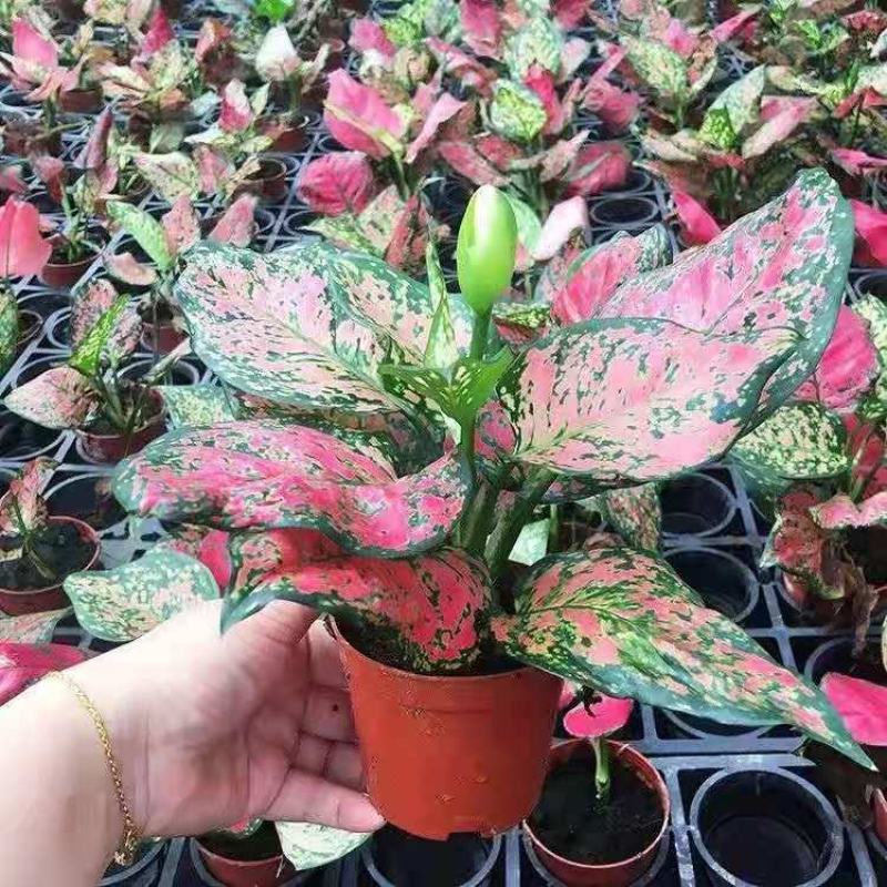 孔雀竹芋盆栽四季常青阳台客厅办公室室内观赏绿植花盆景