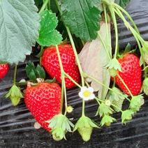 东北草莓苗，抗旱耐寒，耐储存，产量高，欢迎选购。