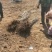 基地直发文冠果两公分树苗优选优系品种高产量成活率高