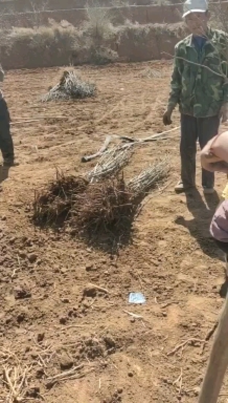 基地直发文冠果两公分树苗优选优系品种高产量成活率高