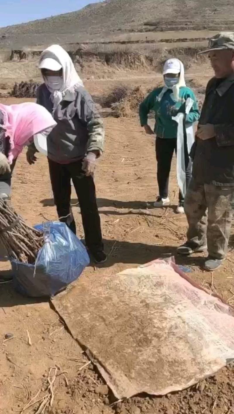 基地直发文冠果两公分树苗优选优系品种高产量成活率高