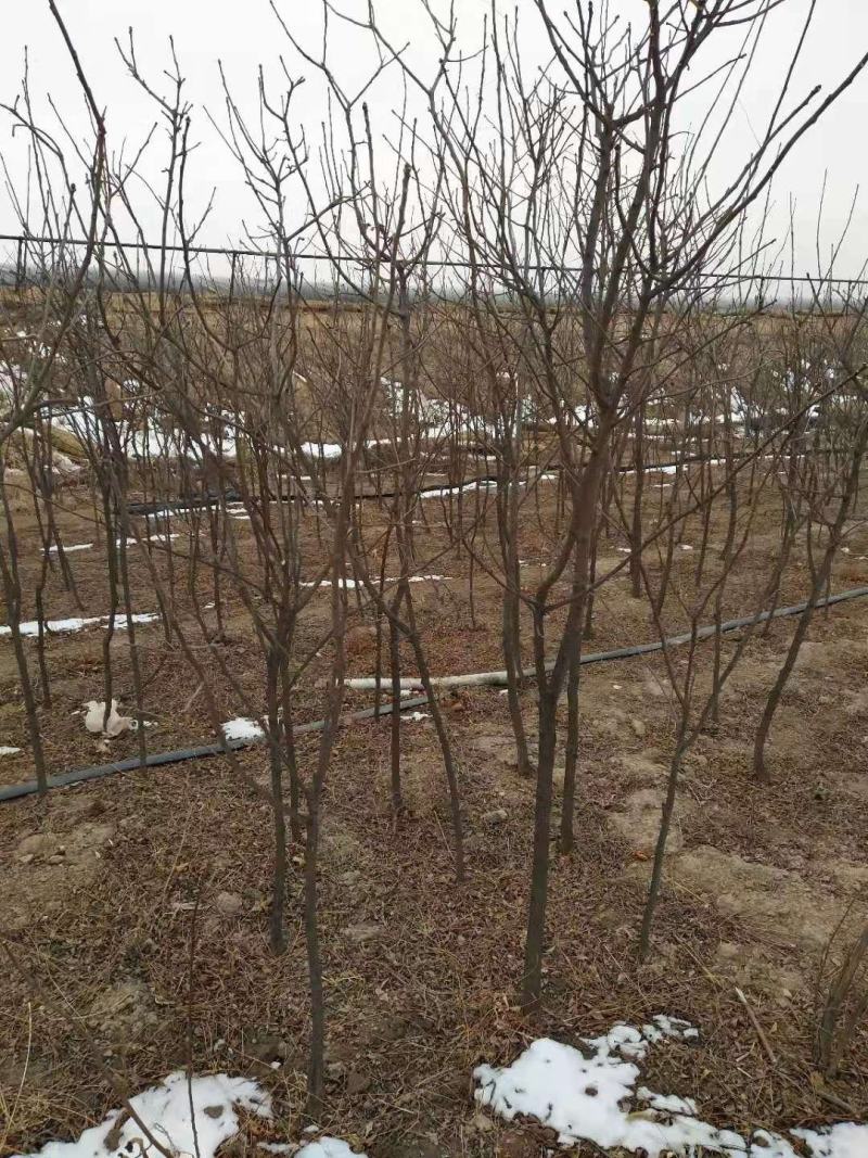 基地直发文冠果两公分树苗优选优系品种高产量成活率高