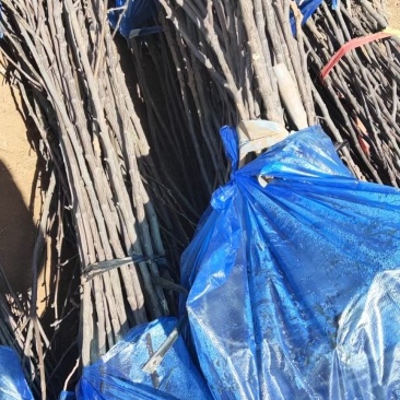 基地直发文冠果两公分树苗优选优系品种高产量成活率高