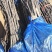 基地直发文冠果两公分树苗优选优系品种高产量成活率高