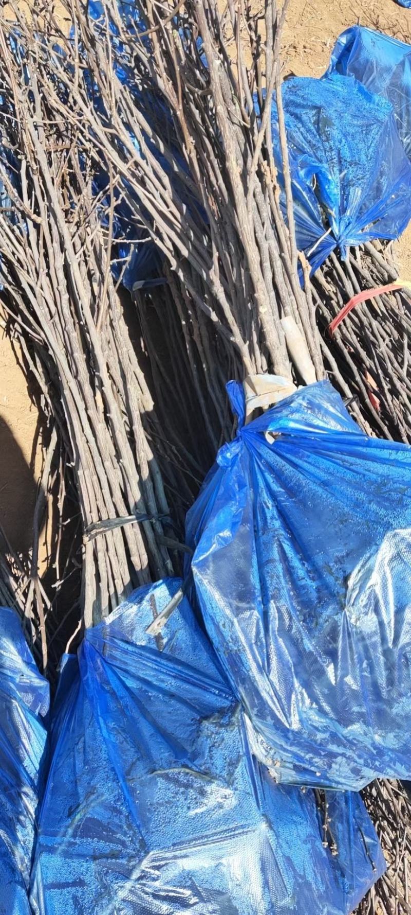 基地直发文冠果两公分树苗优选优系品种高产量成活率高