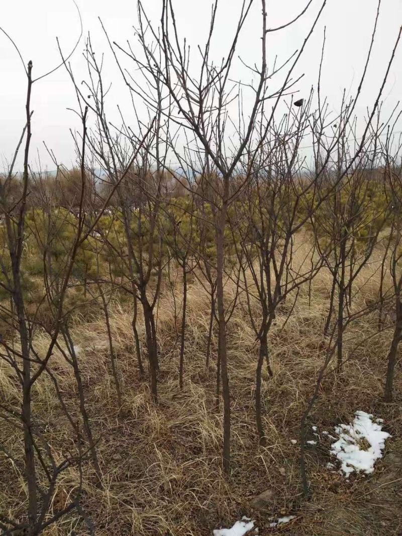 基地直发文冠果两公分树苗优选优系品种高产量成活率高