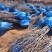 基地直发文冠果两公分树苗优选优系品种高产量成活率高