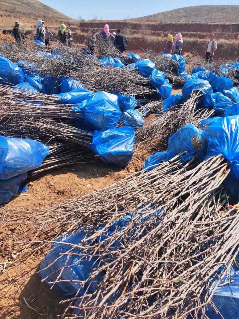基地直发文冠果两公分树苗优选优系品种高产量成活率高