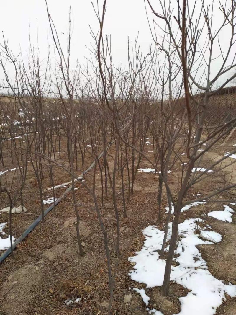 基地直发文冠果两公分树苗优选优系品种高产量成活率高