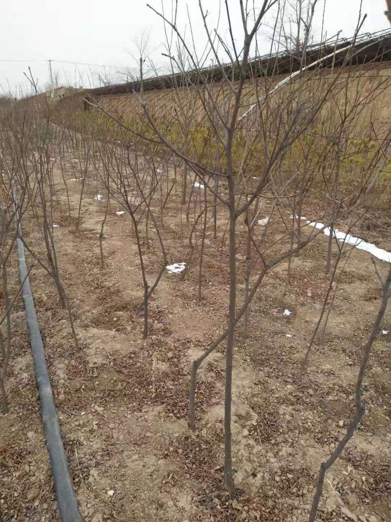 基地直发文冠果两公分树苗优选优系品种高产量成活率高