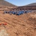 基地直发文冠果两公分树苗优选优系品种高产量成活率高