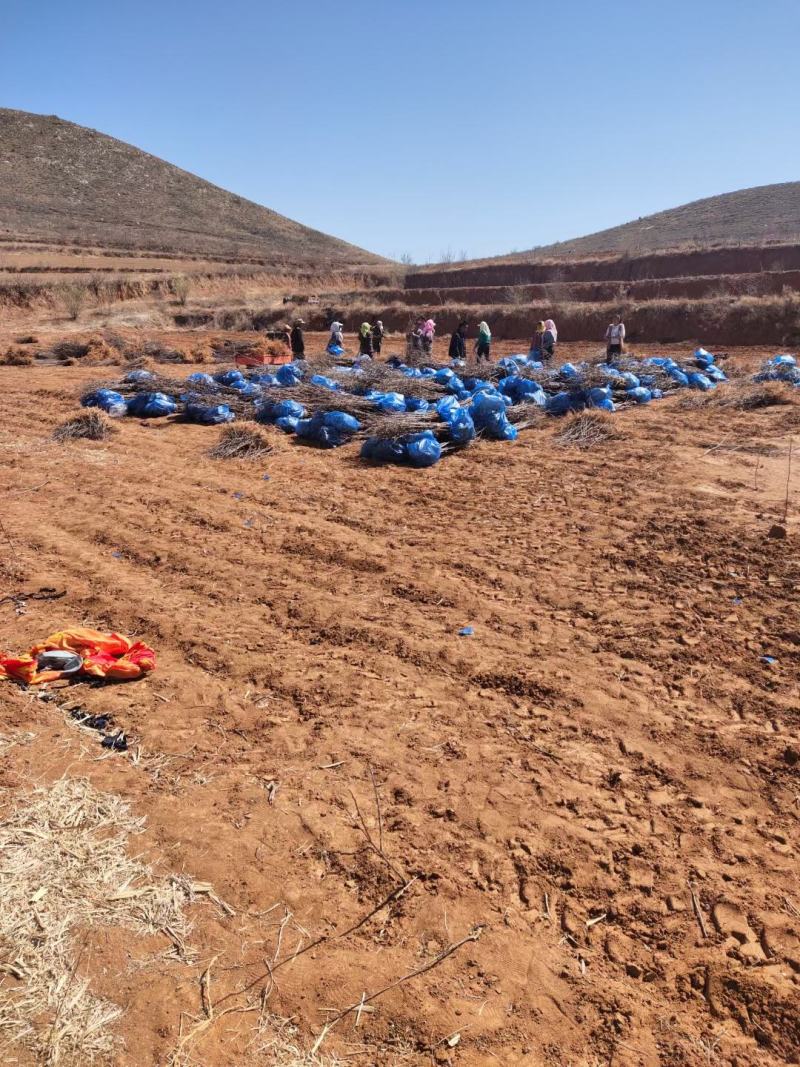 基地直发文冠果两公分树苗优选优系品种高产量成活率高