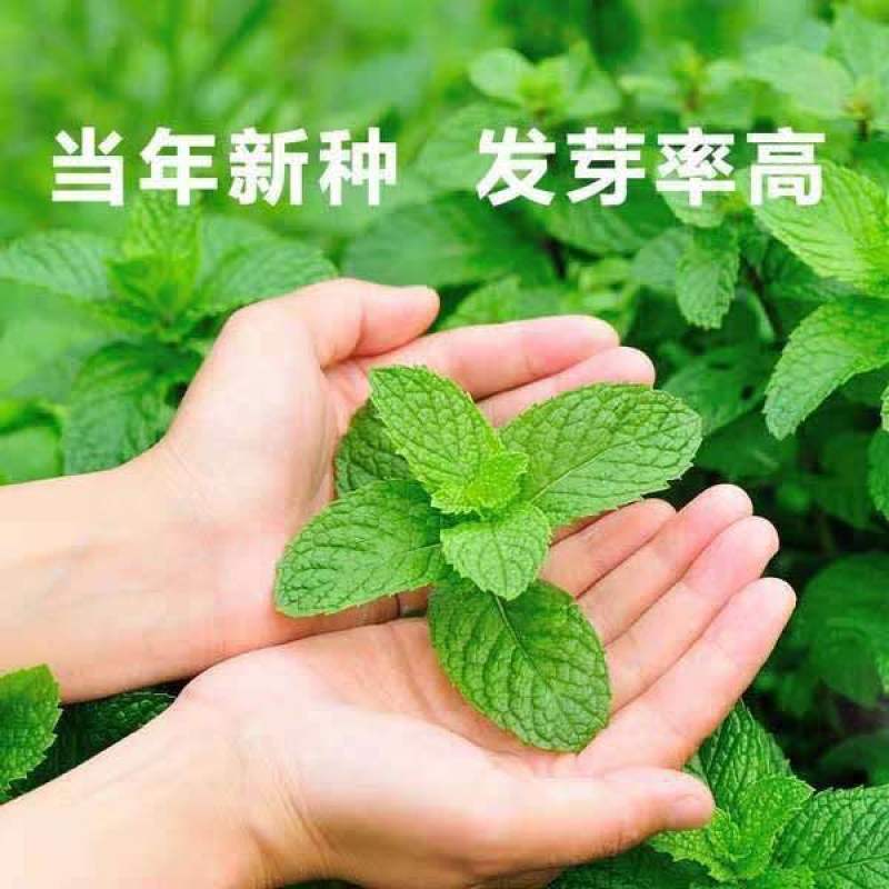 四季食用【薄荷种子】易活易种植物室外阳台盆栽室内香草花卉