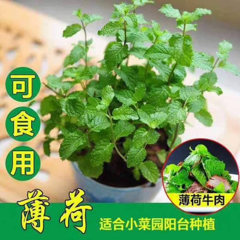 四季食用【薄荷种子】易活易种植物室外阳台盆栽室内香草花卉