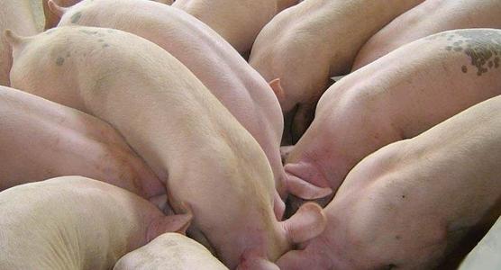 五元仔猪与三元仔猪对比展示图