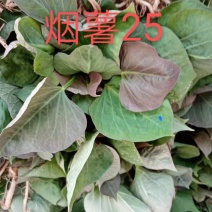 正宗山东各类红薯苗需要的老板联系我